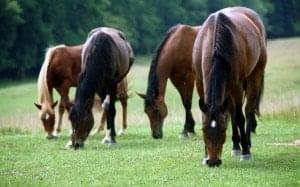 Horses-grazing-on-a-field