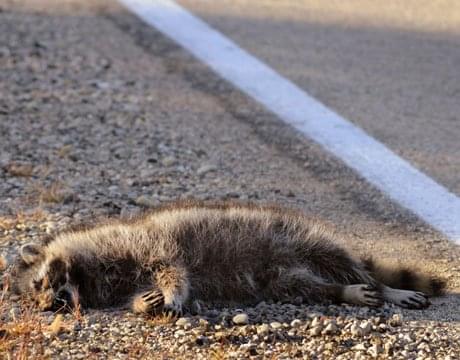 Roadkill Removal | Worst Jobs EVER