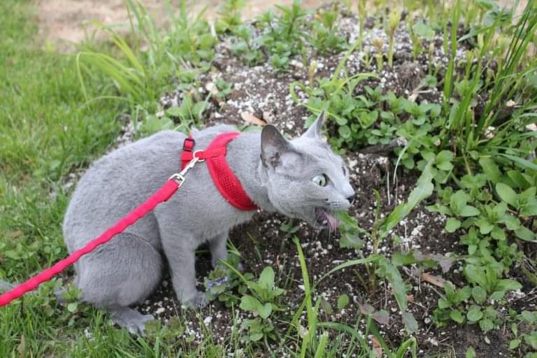 Cat-Puke-768x512.jpg