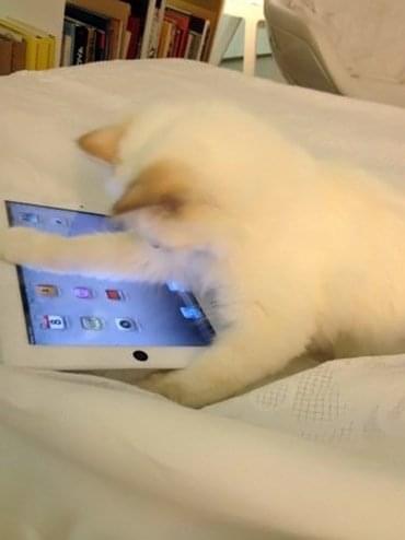 iPad Cat 2