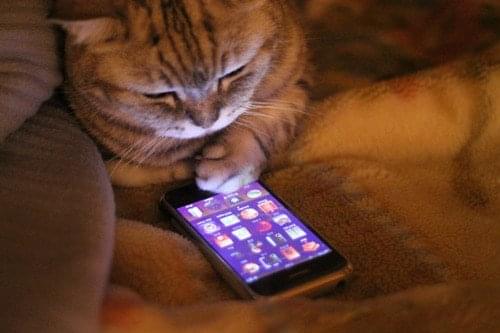 iPhone Cat
