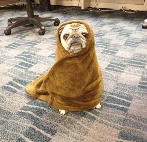 pug-yoda