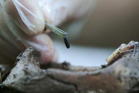 which entails specific training in forensic entomology