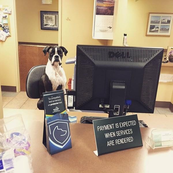 office dogs