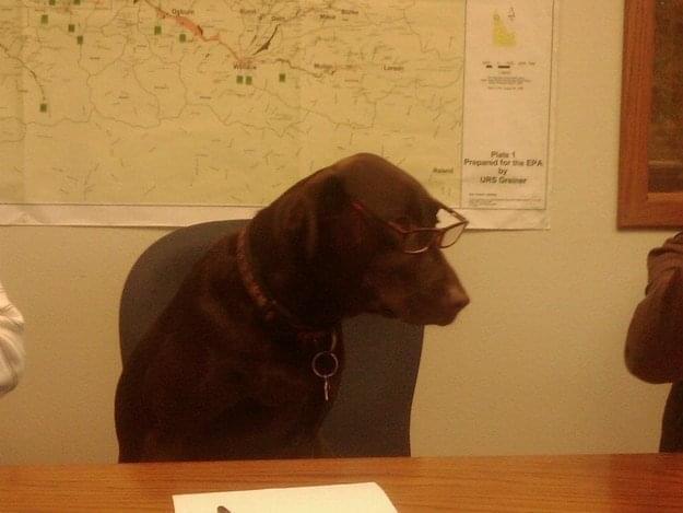 office dogs