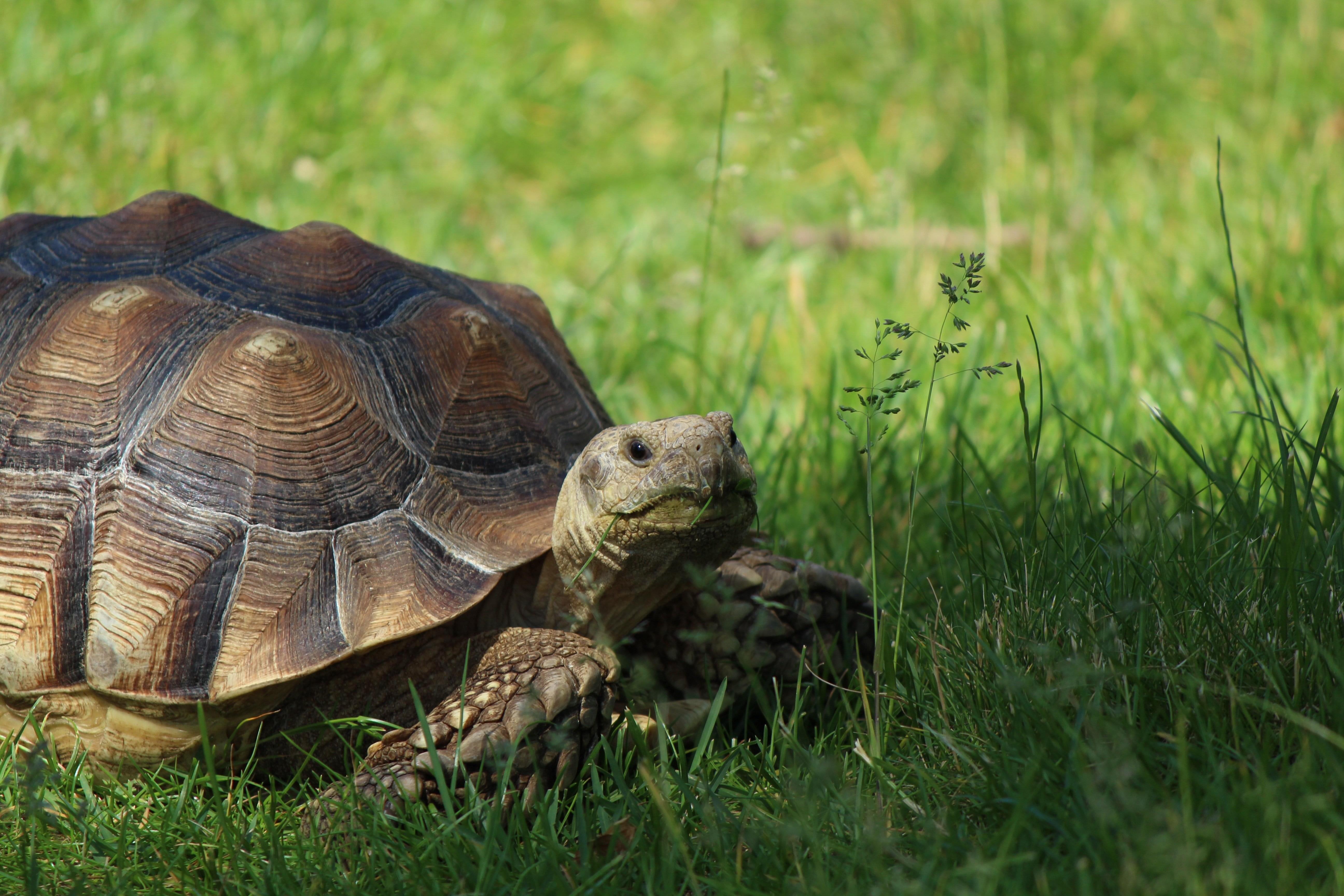 Turtle черепаха. Пресмыкающиеся черепахи. Аррау черепаха. Черепахи в субтропиках. Шпороносная черепаха.