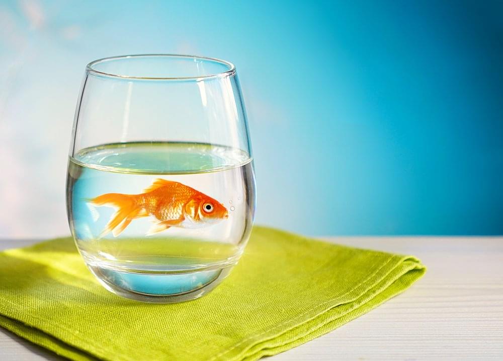 10 Feelings That Come With Having An Office Fish SocialTalent